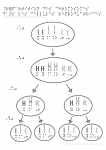 Répartition des chromosomes dans les cellule reproductrices