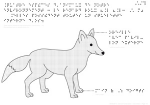4 espèces d'animaux de notre environnement