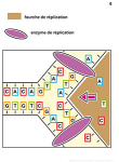 Reproduction conforme de la cellule et réplication de l'ADN