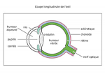 Représentation visuelle