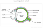 Coupe longitudinale de l'il