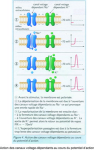 Action des canaux voltage dépendants au cours du potentiel d'action