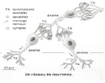 Un réseau de neurones