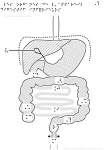 Les organes de l'appareil digestif