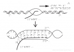 Les étapes de la transcription de l'ADN en ARNPM