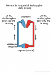 Mesure de la quantite de dioxygene dans le sang avant et apres le muscle