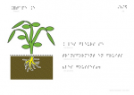 Le cycle de vie du petit pois