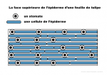 La face supérieure de l'épiderme d'une feuille de tulipe