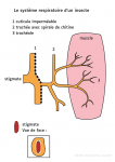 Le système respiratoire d'un insecte