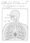 Appareil respiratoire humain