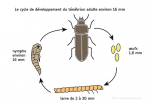 Cycle de développement du ténébrion