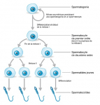 Spermatogenèse
