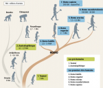 La grande famille des hominidés