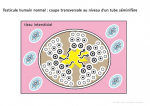 Coupe tranversale tube séminifère testicule