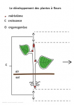 Le développement des plantes à fleurs