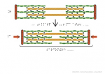 Représentation schématique du sarcomère dans une cellule musculaire relâchée ou contractée