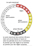 Cycle menstruel