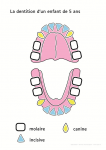 Évolution de la dentition avec l'âge