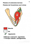 Flexion et extension du bras