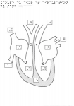 Coupe du cur et circulation du sang