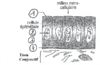 PostBac Schema Epithelium de revetement Original 10137.pdf - URL