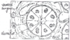 Tle PostBac Glande  Schema Original 10139.pdf - URL