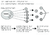 Lyc Repertoire immunitaire Relief 11260.pdf - URL