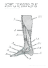 2nd Schema anatomique jambe pied humain Relief 11256.pdf - URL