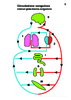 Prim 5e 2nd Circulations sanguines coeur poumons organes Arial 20G 10002.pdf - URL