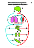 Prim 5e 2nd Circulations sanguines coeur poumons organes Arial 24G 10003.pdf - URL