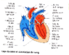 2nd PostBac Coupe du coeur et circulation du sang Original 10071.pdf - URL