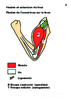 Prim Flexion et extension du bras Arial 20G 10006.pdf - URL