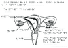 Uterus Cycles ovarien et uterin Relief 11598.pdf - URL