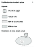 3e Proliferation du virus de la grippe Arial24G Niveau de gris-10025.pdf - URL