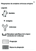 3e Phagocytose du complexe anticorps antigene Arial24G Niveau de gris 10032.pdf - URL