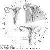 Uterus Cycles ovarien et uterin Original 11597.jpg - URL