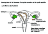 Uterus Cycles ovarien et uterin Verdana 24G 11599.pdf - URL