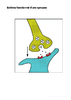 Schema fonctionnel d une synapse Arial 20G 11578.pdf - URL