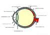 Schema oeil a completer Verdana 32 11639.pdf - URL