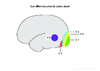 1e Les differentes aires du cortex visuel Arial20 10079.pdf - URL