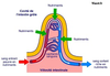 5e Observation microscopique d une coupe transversale d intestin Original 12260.jpg - URL