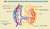 4e les echanges entre mere foetus original 12265.jpg - URL