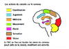 4e Les actions du cannabis sur le cerveau Luciole 24 12253.pdf - URL