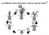 6e Cycle plante a bulbe Luciole 24 Niveau de gris 12274.pdf - URL