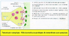 1e Transmission synaptique Role des molecules proteiques de la membrane post synaptique Original 10808 - URL