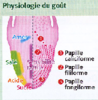 4e 1e Physiologie du gout Original 10734 - URL