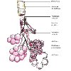 Le systeme respiratoire chez un vertebre terrestre  Original 12608.jpg - URL