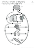 Prim 5e 2nd Circulations sanguines coeur poumons organes Relief 10001.pdf - URL