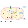 Term Couplage entre le cycle de Krebs et la chane respiratoire Original 13156.jpg - URL