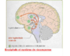 1e Encephale et systeme de recompense Original 10550 - URL